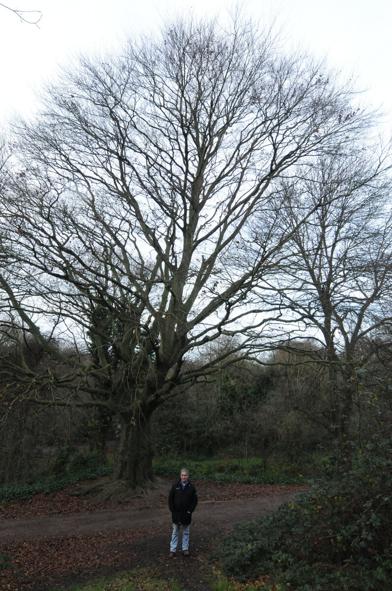 Guido Carli sotto un grande albero spoglio a Hampstead Heath, in inverno